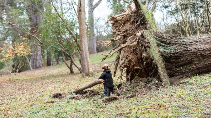 A white man in a black jacket and orange hard hat standing next to the root bed of a toppled tree, which is twice as tall as him.